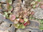 Umbilicus rupestris.JPEG