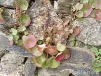 Umbilicus rupestris.webp