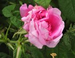 IMG_1259.JPG