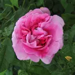 IMG_1366.JPG