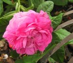 IMG_1376.JPG