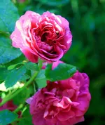 26910221_1471839912938458_366534723901033429_o (2).webp