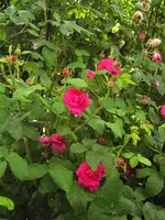 IMG_1010.JPG