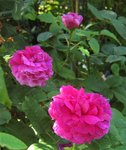 IMG_1668.JPG