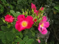 IMG_1392.JPG