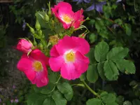 IMG_1393.JPG