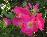 IMG_1581.JPG
