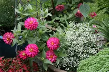 Einjährige4117.webp