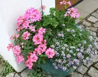 Einjährige4417.webp