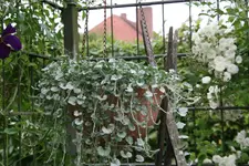 Einjährige4717.webp
