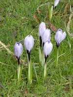 P1150350.webp