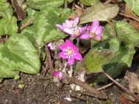 P1150284Leberblümchen.webp