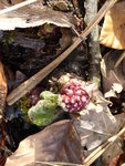 P1150299Pestwurz.JPG