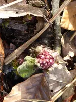 P1150299Pestwurz.webp