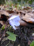 P1150302Leberblümchen.JPG