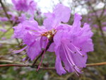P1150325Dahurische Azalee.JPG