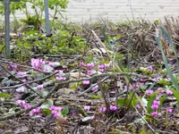 P1150328.webp