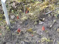 P1150344Bauernpfingstrose.JPG
