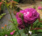 IMG_0391.JPG