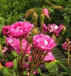 IMG_1044.JPG