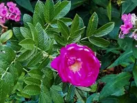 IMG_20180814_095204 (2).webp