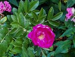 IMG_20180814_095204 (2).jpg
