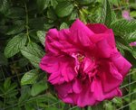 IMG_0348.JPG