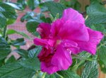 IMG_4595-001.JPG