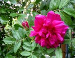 IMG_4770-001.JPG