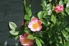 IMG_6093.JPG