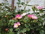 IMG_20190523_115252.jpg