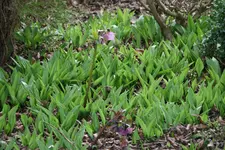 Bärlauch0116.webp