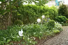Mai 0219.webp