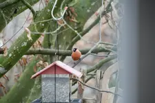 Dompfaff0519.webp