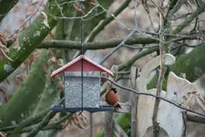 Dompfaff0619.webp
