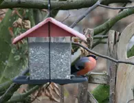 Dompfaff0719.webp