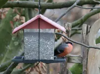 Dompfaff0819.webp
