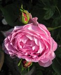 IMG_1210.JPG