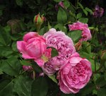 IMG_0620.JPG