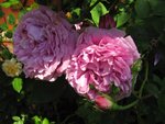 IMG_0807.JPG