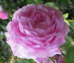 IMG_1217.JPG