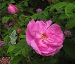 IMG_0530.JPG