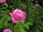 IMG_0531.JPG