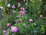IMG_0653.JPG