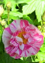 IMG_4928-001 (2).webp