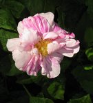 IMG_1330.JPG