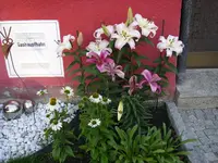 18_07_2019_Lilie (7).webp