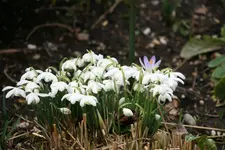 Frühling   0220.webp