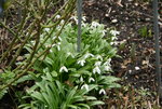 Frühling   0320.JPG
