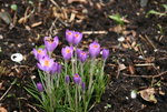 Frühling   0420.JPG